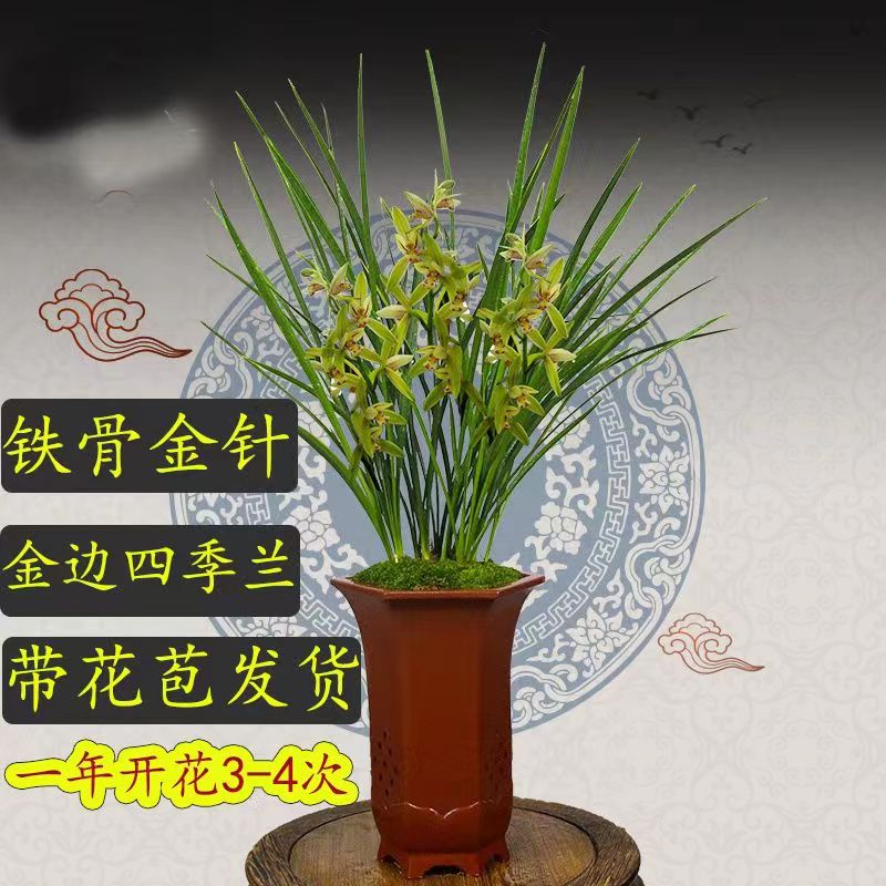 名贵精品【金针】金驸马好养易活开花浓香室内外兰花盆景 - 图0