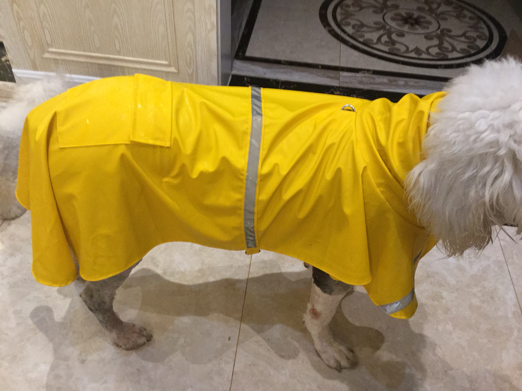 大型犬雨衣狗狗宠物雨披巨型犬大丹犬阿拉斯加金毛雨衣防水定制-图0