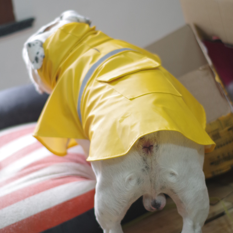 海盗狗 狗狗雨衣斗牛犬衣服英牛定制雨披包邮 - 图3