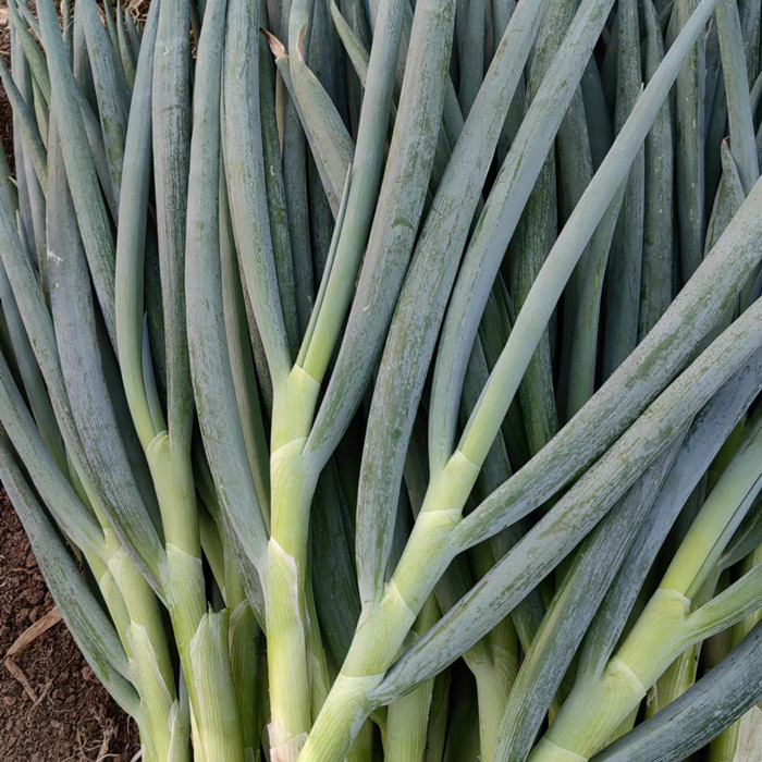 叶多白短辣大葱新鲜生吃包饭用菜叶整棵饭包大葱叶子蘸酱大葱-图1