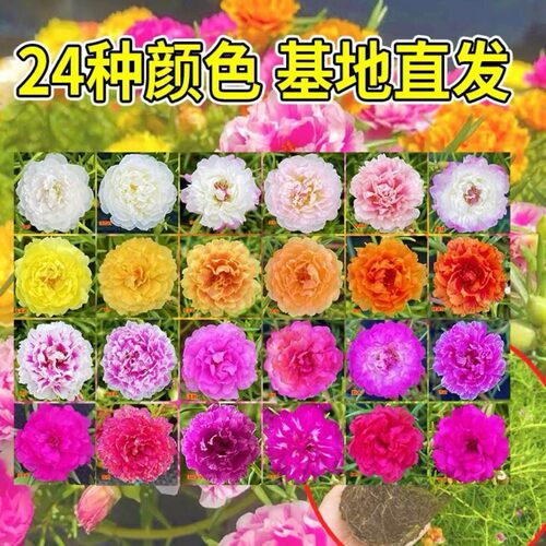 重瓣太阳花苗多色带根混色马齿笕带苞发货室内外阳台庭院盆栽植物 - 图0