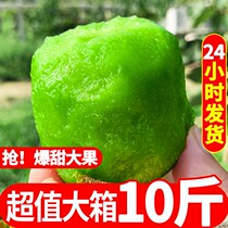 Now Picking Authentic Shaanxi Cuizang Exotic Fruits Fresh Fruit Pure Sweet Green Heart Chic Exotic Fruits Should Be 10 catties in the Season Quarter