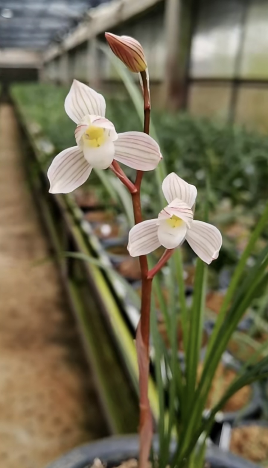 包邮当年开花名品兰花苗盆栽 莲瓣兰粉荷素 阳台庭院浓香花卉