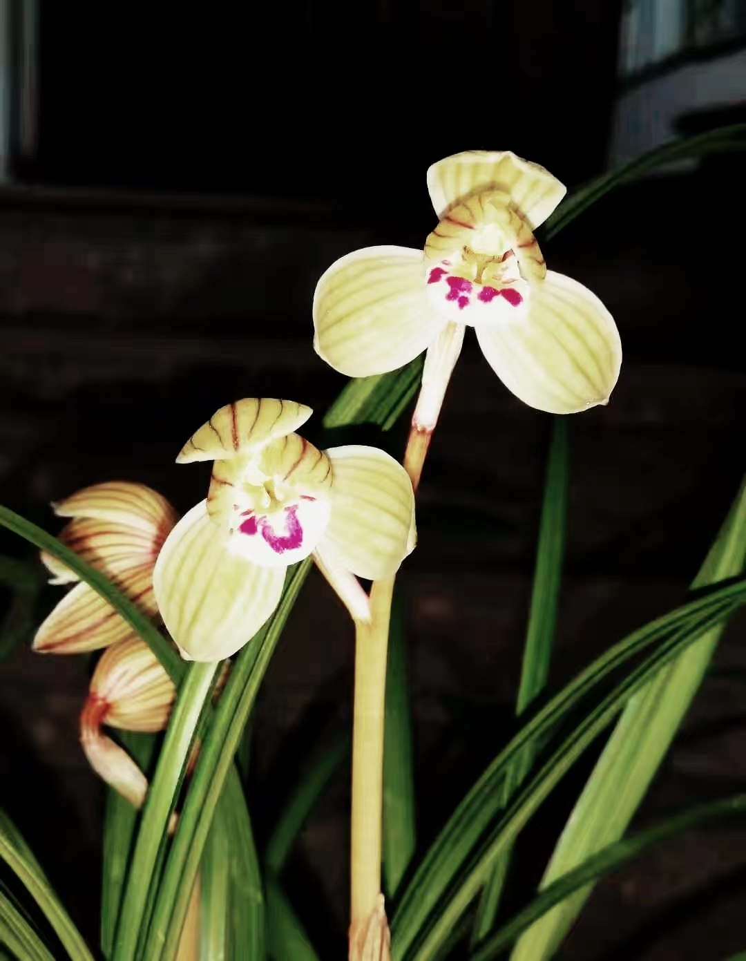 包邮当年开花名品兰花苗盆栽 莲瓣兰黄金宝鼎 阳台庭院浓香花卉