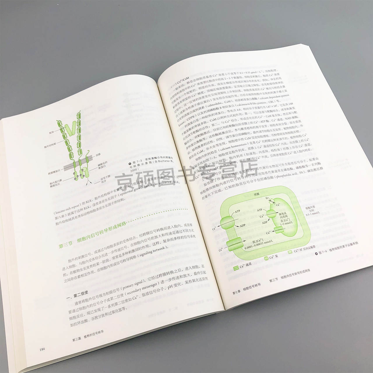 植物生理学第八版8版王小菁高等师范院校综合性大学和农林院校的植物生理学教材植物学生物学教程考研书籍植物生理学潘瑞炽改版-图1