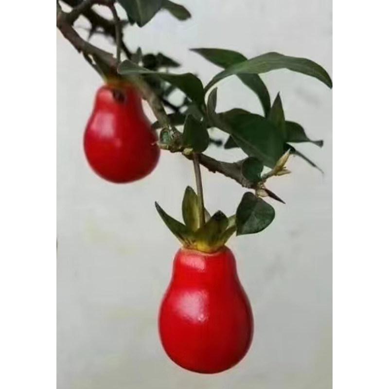 四川金弹子嫁接苗中国红紫阳金丹血红果桌面造型观果盆栽母桩盆景,淘宝优惠券,粉丝福利购,淘宝优惠卷