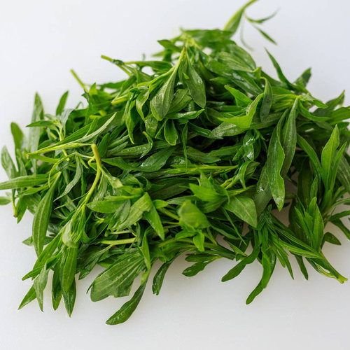扫帚菜 种子苗野菜种籽 地肤种孑 扫帚苗庭院阳台盆栽春夏种子苗 - 图3
