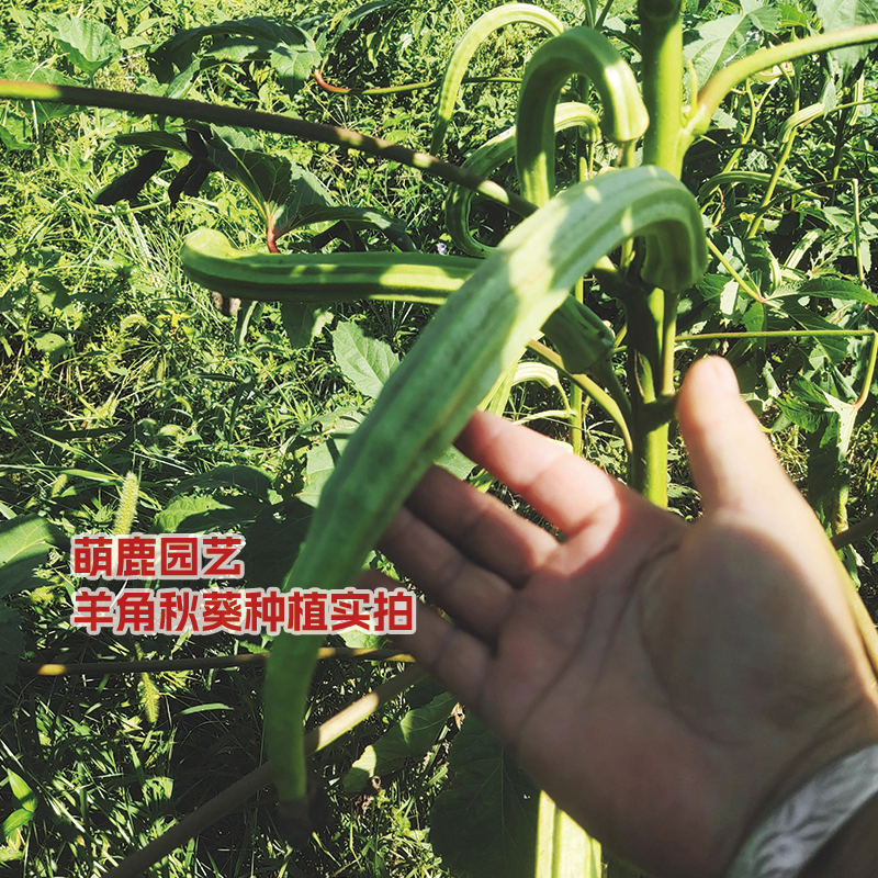 羊角秋葵种子 四季播 高发芽率 新手易种 阳台盆栽露天食用秋葵籽,淘宝优惠券,粉丝福利购,淘宝优惠卷