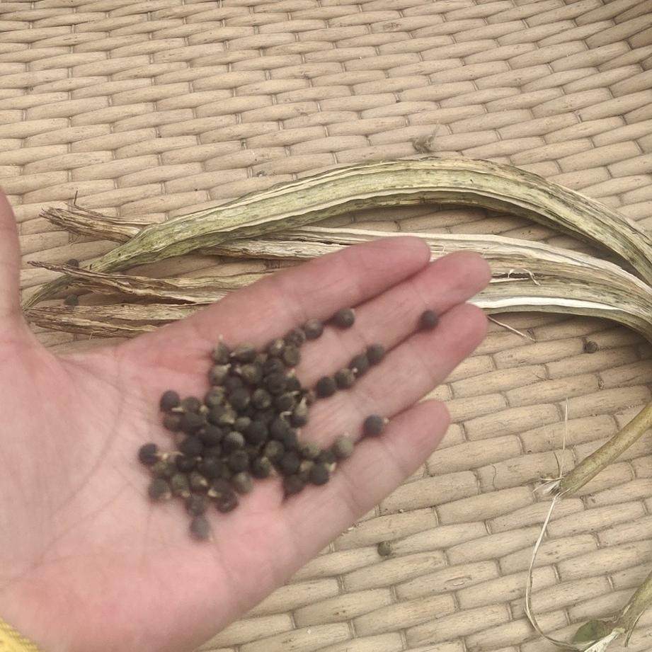 羊角秋葵种子 四季播 高发芽率 新手易种 阳台盆栽露天食用秋葵籽,淘宝优惠券,粉丝福利购,淘宝优惠卷