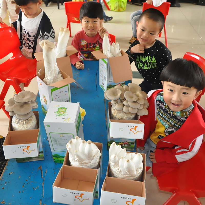 蘑菇种植包家种蘑菇黑平菇菌包新鲜菌棒盆栽食用菌香菇趣味阳台