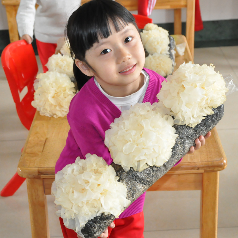 蘑菇种植包家种蘑菇黑平菇菌包新鲜菌棒盆栽食用菌香菇趣味阳台