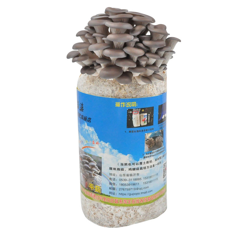 蘑菇种植包家种蘑菇黑平菇菌包新鲜菌棒盆栽食用菌香菇趣味阳台