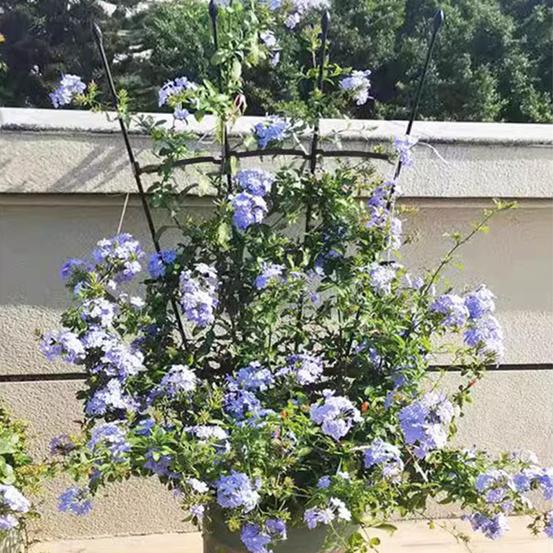 爬藤架架子室内花架铁线莲月季花植物园艺支架扇形花盆攀爬爬杆-图2