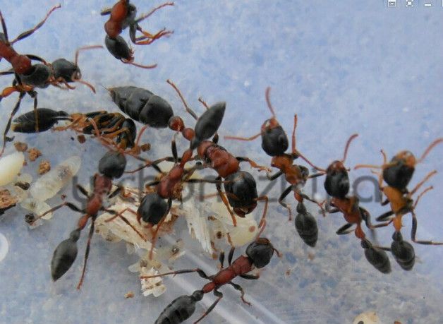 红黑细长蚁 西双版纳野采 包邮 国产子弹蚁 卵幼超多  宠物蚂蚁