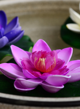 睡美人仿真小荷花莲花环保睡莲