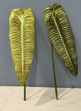 大叶材火鹤王仿真植物花烛叶
