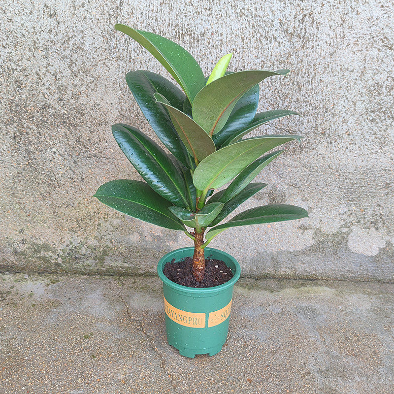 坦尼克黑绿花叶祛斑小姐圆叶金刚橡皮树苗大盆栽绿植室内客厅阳台,淘宝优惠券,粉丝福利购,淘宝优惠卷