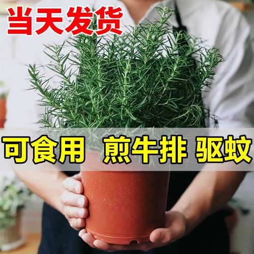 迷迭香盆栽大小苗香草植物薄荷室内驱蚊绿植花卉厨房百里香 - 图0