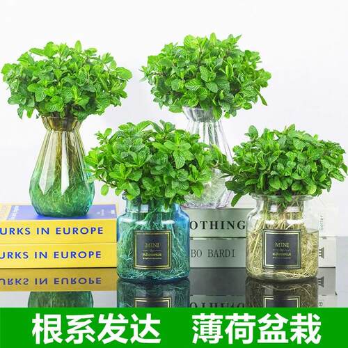 薄荷盆栽可食用室内水培植物驱蚊水养办公室新鲜花卉绿植四季好养 - 图0