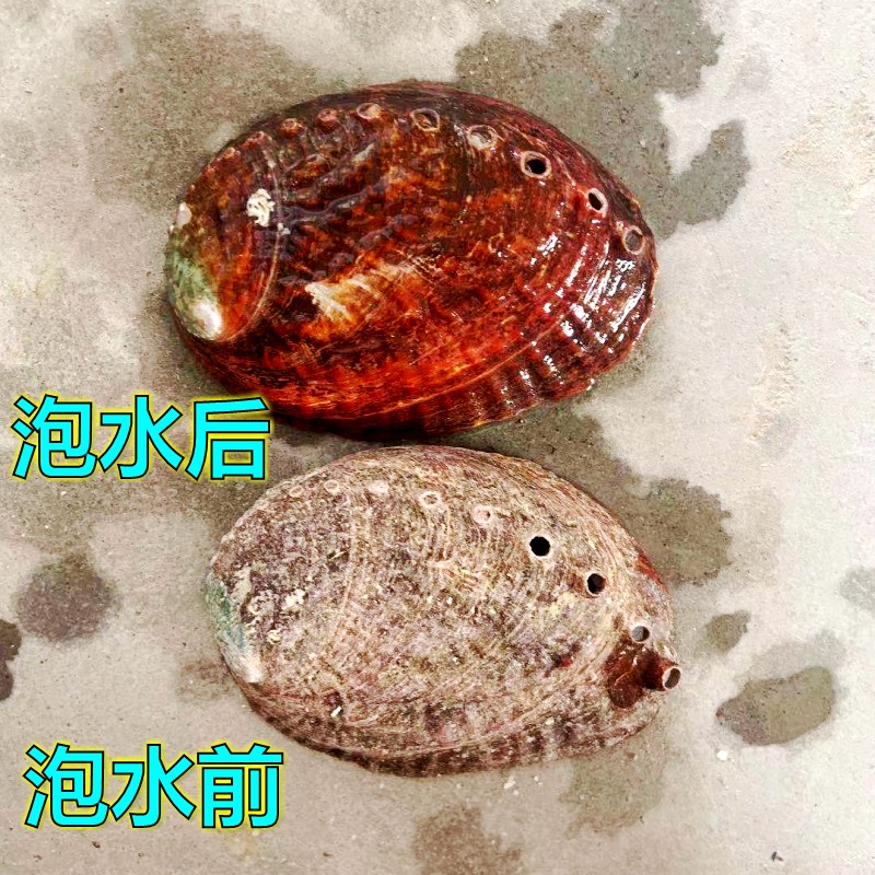 天然鲍鱼贝壳烧烤用鼠草容器摆件收纳海螺壳鱼缸造景拍摄道具包邮 - 图2