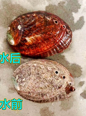 天然鲍鱼贝壳烧烤鼠草收纳造景