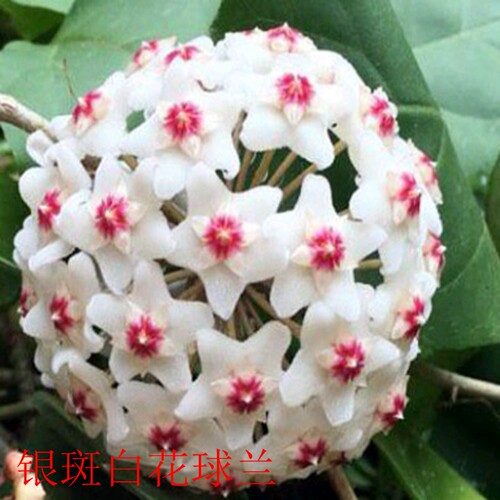 1-56球兰小苗比绿萝耐阴室内爬藤盆栽花卉银元修斯科尔卵叶美丽 - 图1