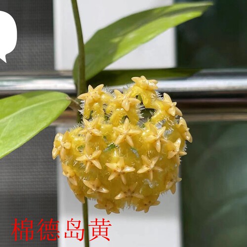 球兰枝条1-56号大方叶崖县天涯修斯科尔牧羊人绿叶锦阳台盆栽花卉 - 图0