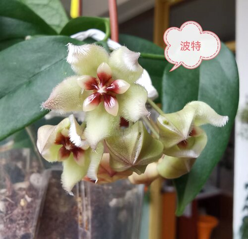 球兰枝条1-56号大方叶崖县天涯修斯科尔牧羊人绿叶锦阳台盆栽花卉 - 图1