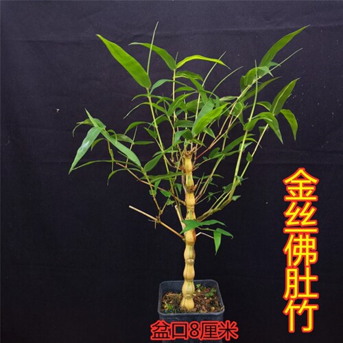苔藓红观音竹盆栽日本红寒竹室内客厅水培绿植耐寒好养植物竹盆景 - 图1