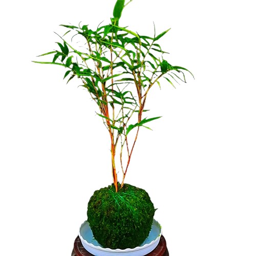 矮款苔藓红观音竹盆栽室内客厅阳台水培绿植耐寒好养植物红竹盆景 - 图3