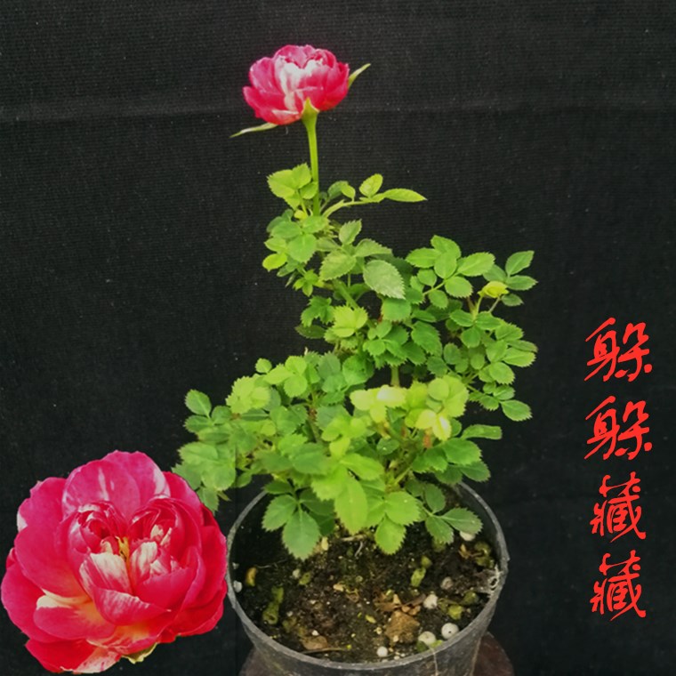 姬月季四季开花姬乙女迷你超微月季客厅微型室内盆栽绿植盆景花卉,淘宝优惠券,粉丝福利购,淘宝优惠卷