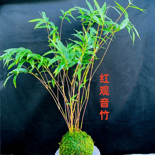 矮款苔藓红观音竹盆栽室内客厅阳台水培绿植耐寒好养植物红竹盆景 - 图2