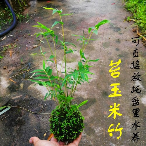 苔藓红观音竹盆栽日本红寒竹室内客厅水培绿植耐寒好养植物竹盆景 - 图2