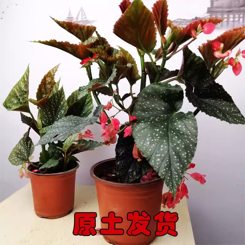 竹节海棠花卉盆栽大叶斑点易活四季阳台观叶秋海棠木本绿植物好养 - 图2