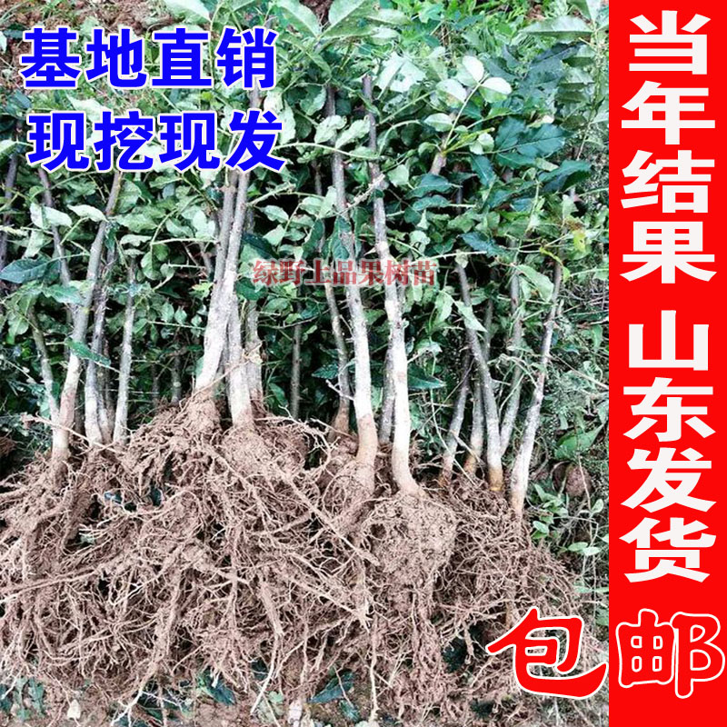 花椒树苗大红袍花椒苗四川食用麻椒南方北方种植盆栽地栽当年结果 - 图1