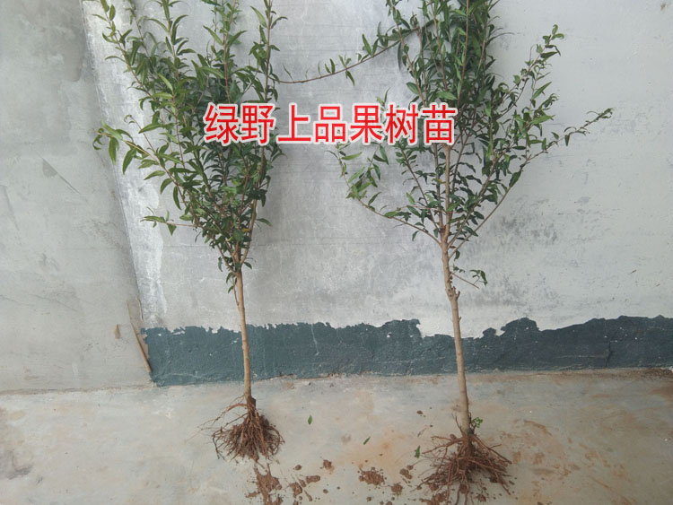 突尼斯软籽石榴树苗特大南方北方种植品种甜石榴树苗盆栽地栽庭院 - 图1