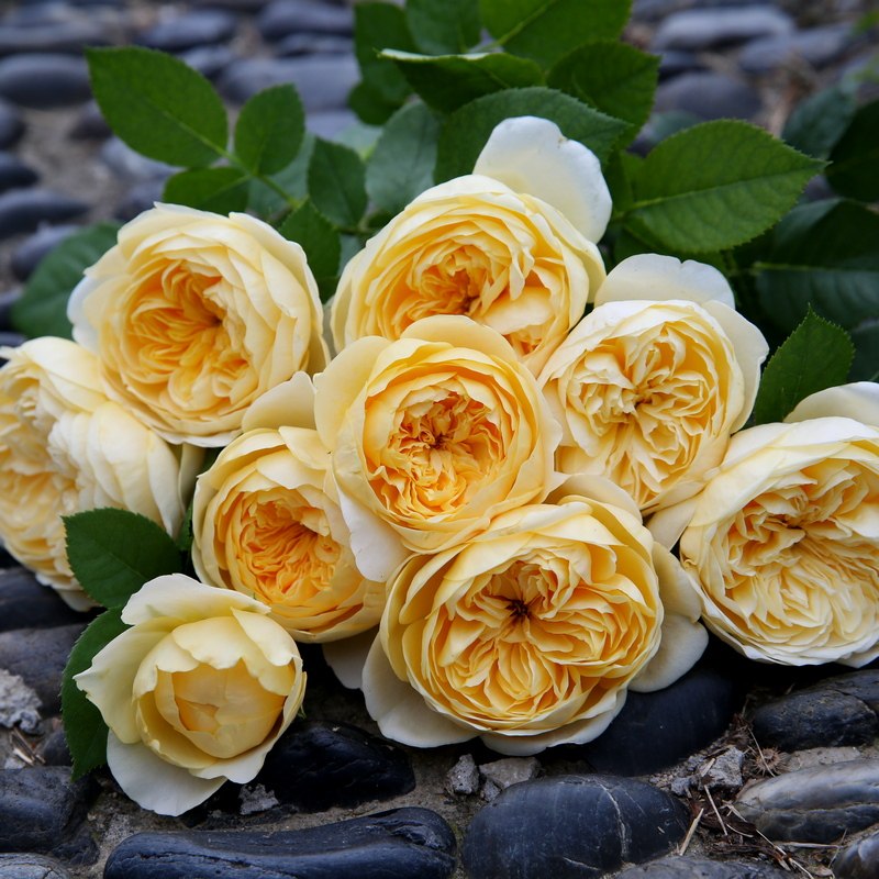 圣女贞德月季花苗大花浓香多季开花阳台庭院花园玫瑰花绿植物盆栽,淘宝优惠券,粉丝福利购,淘宝优惠卷