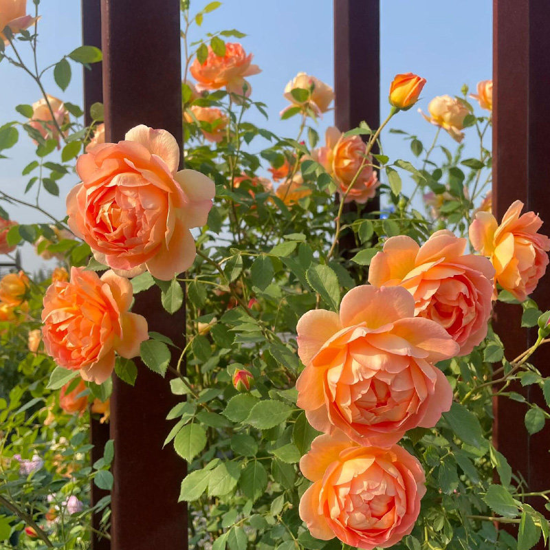 夏洛特夫人藤本月季花大苗阳台院墙爬藤花卉植物盆栽大花浓香四季,淘宝优惠券,粉丝福利购,淘宝优惠卷