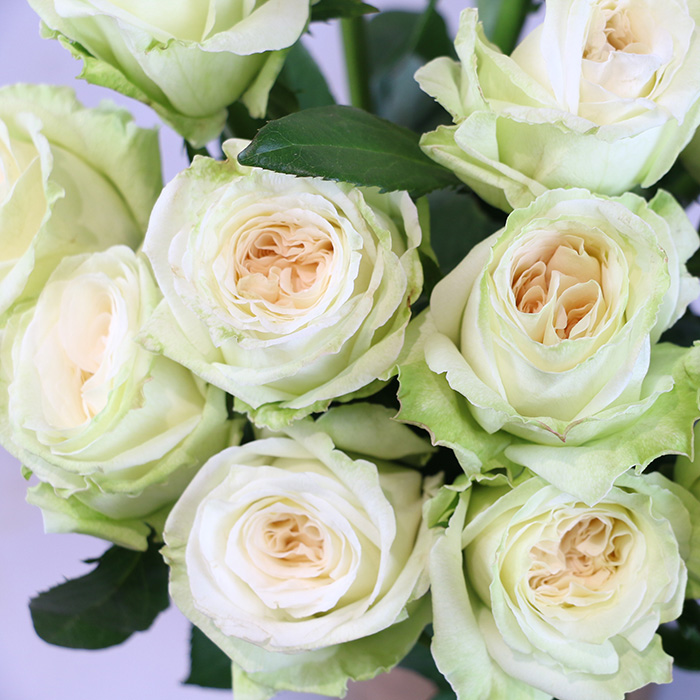 香水玫瑰花苗盆栽白荔枝大花浓香阳台观花园植物四季好养花卉勤花 - 图1