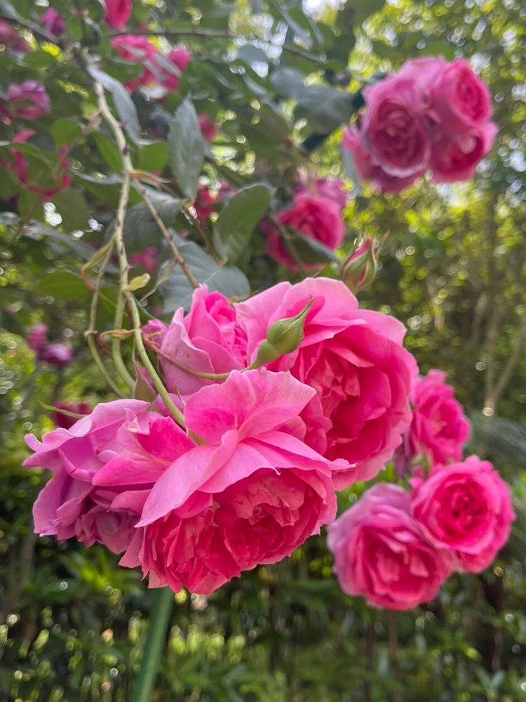 大游行藤本月季花大苗阳台庭院拱门爬藤蔷薇花苗玫瑰花卉大花四季-图0