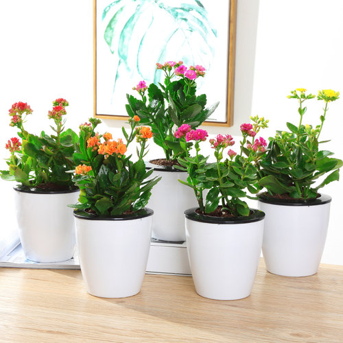 好养重瓣宫灯长寿花苗盆栽倒挂金钟灯笼四季花卉绿植室内好养开花 - 图2