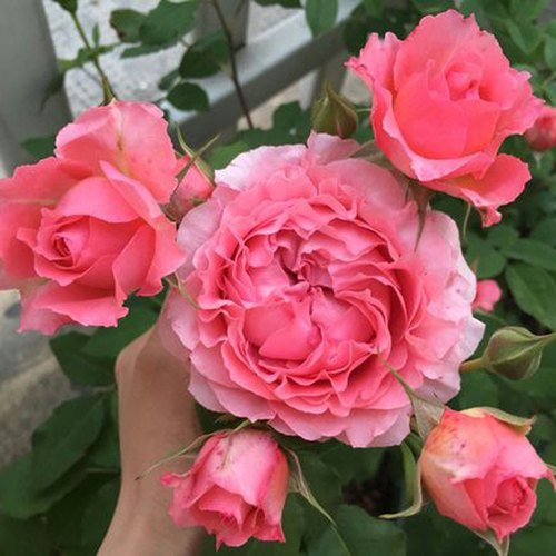 珊瑚果冻月季花苗粉色特大花浓香阳台庭院花卉四季玫瑰不垂头耐晒 - 图0