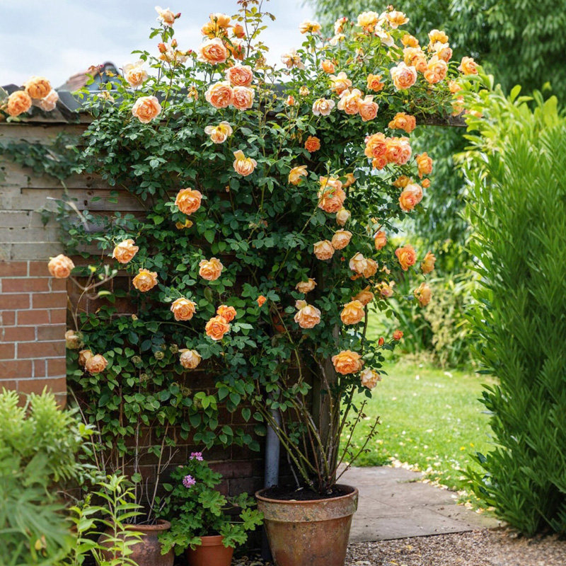 夏洛特夫人藤本月季花大苗阳台院墙爬藤花卉植物盆栽大花浓香四季,淘宝优惠券,粉丝福利购,淘宝优惠卷