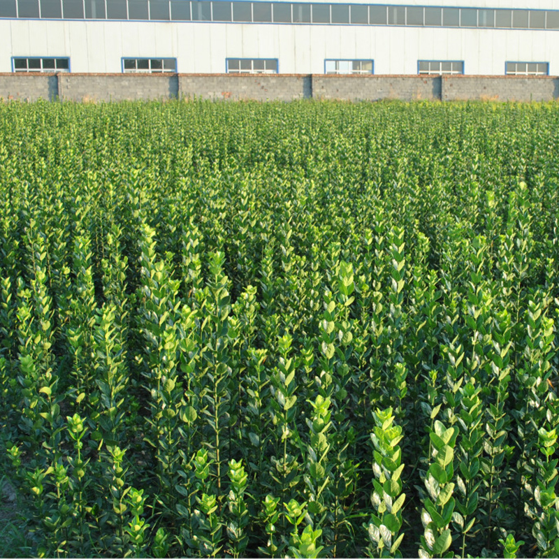 庭院绿篱植物冬青树苗四季常青篱笆围墙直立北海道大叶黄杨苗耐寒-图2