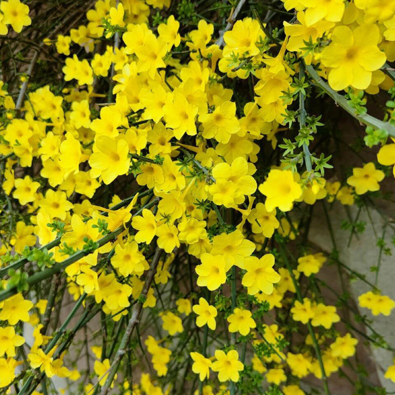 耐寒迎春花树苗盆景探春花庭院盆栽攀援爬藤垂吊类花卉报春花植物,淘宝优惠券,粉丝福利购,淘宝优惠卷