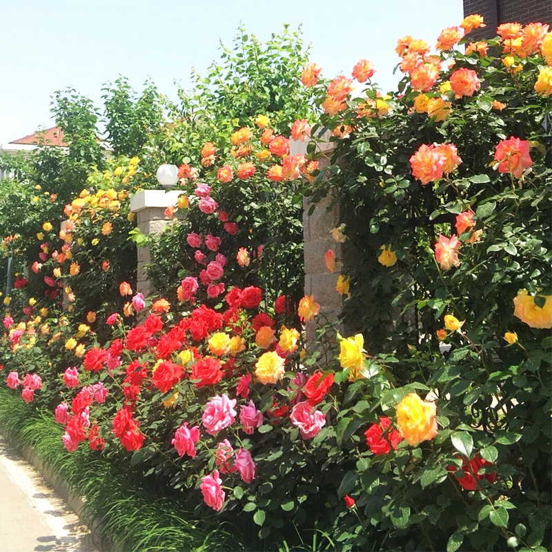 大游行蔷薇花苗爬藤阳台四季藤本月季浓香庭院爬墙植物玫瑰花盆栽 - 图2