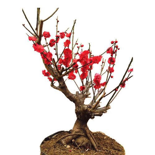 红梅花树苗盆景骨里红绿梅腊梅花老桩庭院阳台冬季开浓香花卉植物 - 图3
