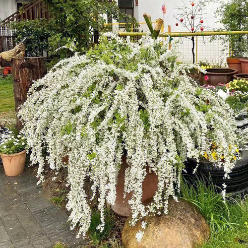 室内外耐寒好的养花卉盆栽喷雪花耐热庭院阳台种植雪柳垂吊绿植物 - 图1