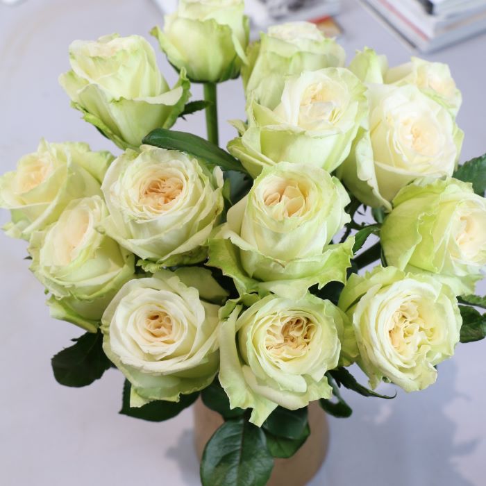 香水玫瑰花苗盆栽白荔枝大花浓香阳台观花园植物四季好养花卉勤花 - 图0