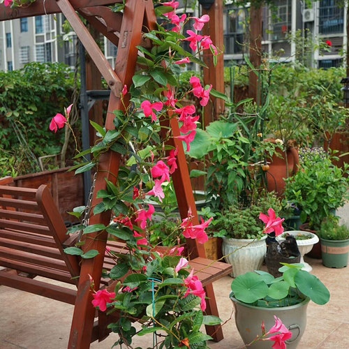 爬藤植物飘香藤盆栽四季勤花双线藤阳台好养攀爬花卉绿植双喜藤花 - 图2
